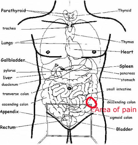 sharp pain in lower left abdomen male Lower Abdominal Pain, Lower Stomach, Man Anatomy, Tight Hip Flexors, Cool Chest Tattoos, Psoas Muscle, Bloated Belly, Lower Abdomen, Stomach Pain