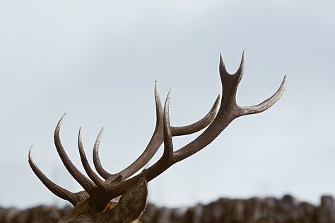 We were on one of our many roadtrips on the Isle of Skye. We drove on a curvy road and after a curve we suddenly saw four deer right by the side of the road. We stopped the car, got out quietly and spent a long time taking shots of them. I love this shot because it shows so much detail of the horns. The most fascinating part of the deer.. Download this photo by Livin4wheel on Unsplash Antler Wall Art, Wild Pictures, Human Dimension, Deer Horns, Antler Wall, Bear Hunting, Elk Antler, Elk Antlers, All The Young Dudes