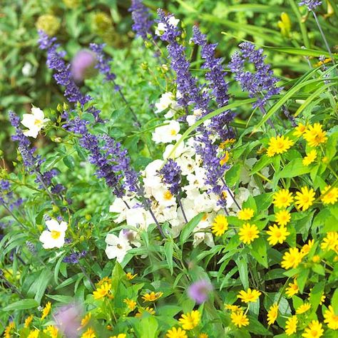 Add interest to a garden by mixing tall blooms with mounding plants. More annual plant pairings: http://www.bhg.com/gardening/flowers/annuals/annual-plant-pairing-ideas/?socsrc=bhgpin050713mixheightgarden=8 May Night Salvia, Plant Pairings, Blue Salvia, Best Plants For Shade, Salvia Plants, Blue And Purple Flowers, Shrub Roses, Dry Creek, Annual Flowers