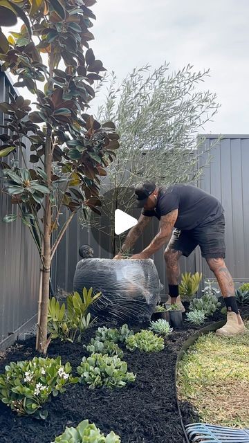 FCG LANDSCAPING on Instagram: "Little olive tree install Timelapse 🌿" Fruitless Olive Tree Landscapes, Fruitless Olive Tree, Olive Tree Landscape, Olive Trees Landscape, Trees Landscape, Tree Landscape, Olive Trees, Landscape Trees, Olive Tree