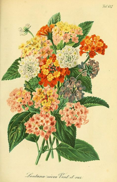 Lantana Flower, Flower Anatomy, Botanical Printables, Art Bin, Lantana Camara, Missouri Botanical Garden, Instant Art, Charles Darwin, Floral Image