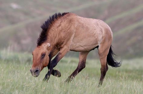 Przewalski's Horse in July 2019 by thierrycordenos Przewalski's Horse, 3 Horses, Western Horse, Oc Ideas, July 25, Horse Breeds, Culture Art, Elk, Cowboy