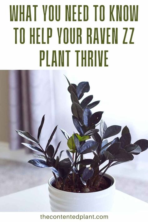 what you need to know to help your raven zz plant thrive-pin image Black Raven Plant, Black Raven Zz Plant, Black Raven Zz Plant Care, Zz Plant Raven, Black Zz Plant Care, Zz Plant Varieties, Raven Zz Plant Care, Black Zz Plant, Propagating Zz Plant