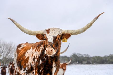 Lee Mandel on Instagram: “Snow in Texas. #texas #texas🇨🇱 #texashillcountry #texasphotographer #austin #austintx #longhorns #longhorn #longhorncattle #texaslonghorns…” Longhorn Aesthetic, Long Horn, Bull Pictures, Texas Longhorn, Abstract Artwork Painting, Longhorn Cattle, Longhorn Cow, Bull Art, Farm Lifestyle