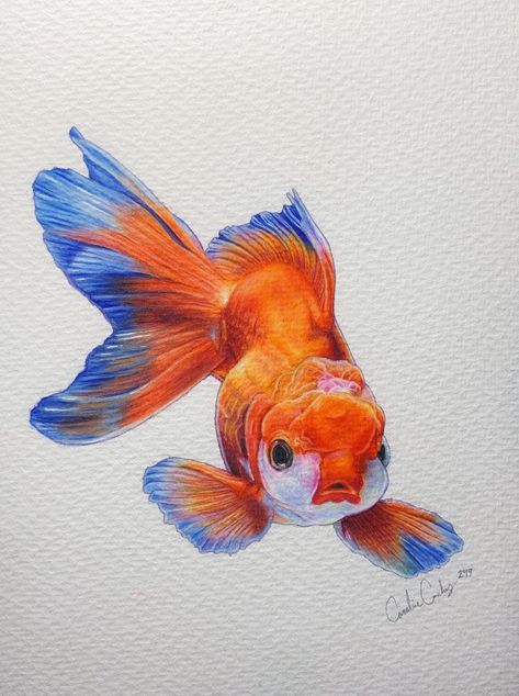 This was created with prismacolor colored pencils on watercolor paper. If you like what you see, please check out all my other work on Instagram: @carolines._.art  Thank you💕#art #artwork #drawing #goldfish #fish #goldfishart #goldfishdrawing #fishart #goldfishart #prismacolorartwork #prismacolorart #prismacolor #teenartist #youngartist Realistic Fish Painting, Koi Fish Colored Pencil, Fancy Goldfish Drawing, How To Draw Goldfish, Colorful Fish Drawing, Goldfish Sketch, Gold Fish Drawing, Drawing Goldfish, Fish Pencil Drawing