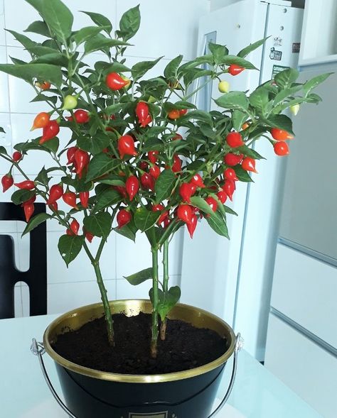 20 Fresh Seeds w/Instructions - Capsicum chinense If you love the flavor of hot chili peppers, but have problems with their spicy heat, then a v Chilli Plant Care, Pepper Aesthetic, Capsicum Plant, Chili Pepper Plant, Chinese Long Beans, Obedient Plant, Plant Vegetables, Maidenhair Tree, Medicine Garden