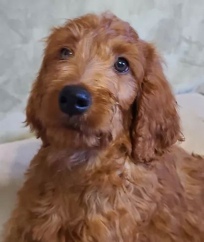 Irish Doodle, Crossville Tn, Doodle Puppies, Toy Poodles, Toy Poodle Puppies, Doodle Puppy, Poodle Puppy, Irish Setter, Toy Poodle