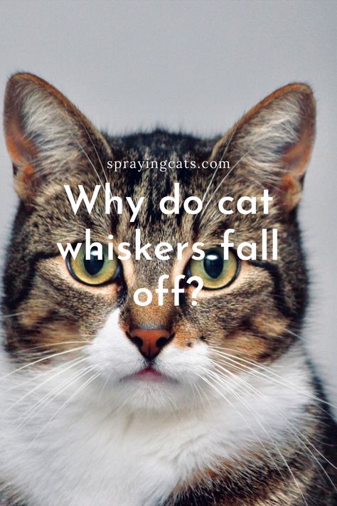 Why do cat whiskers fall off? Read more to understand how cat whiskers work. #cats #catwhiskers #mycat #happykitty Feline Acne, Best Litter Box, Cat Behavior Problems, Cat Ownership, Cat Proofing, Cat Fountain, Sleeping Too Much, Cat Pee, Cat Spray