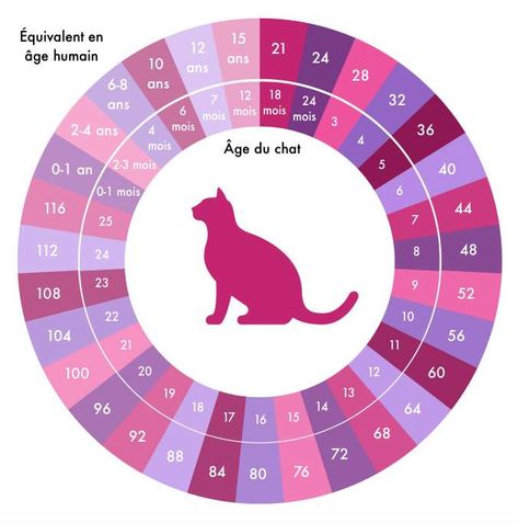 Échelle d’équivalence entre l’âge du chat et l’âge humain. Un chat de 21 ans peut ainsi être considéré comme « centenaire ». © Céline Deluzarche, Futura Age Chat, Guinness Book, Cat Call, Old Cats, Life Expectancy, British Shorthair, Tour Eiffel, Cat Life, The Age