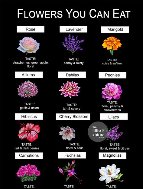 Types of Edible Flowers - Flavor and Ways to Use Them - The Little Shine Flowers Name, Pretty Flowers Pictures, Spell Books, Different Types Of Flowers, Flower Meanings, Nothing But Flowers, Flower Names, Language Of Flowers, Edible Plants