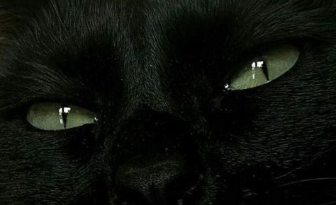 Black Cat With Green Eyes, Cat With Green Eyes, Black Cat Aesthetic, Nikki Sixx, A Black Cat, Cat Aesthetic, Black Aesthetic, Cute Black, Green Eyes