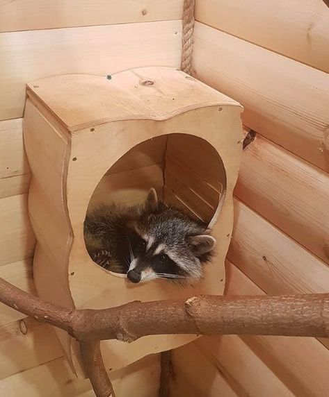 14 Nutrition And Care Tips For Raccoons | PetPress Outdoor Raccoon Enclosure, Indoor Raccoon Enclosure, Raccoon House Diy, Pet Raccoon Care, Pet Raccoon Toys, Raccoon Cage Ideas, Raccoon Habitat Ideas, Raccoon Enclosure Ideas, Pet Raccoon Enclosure