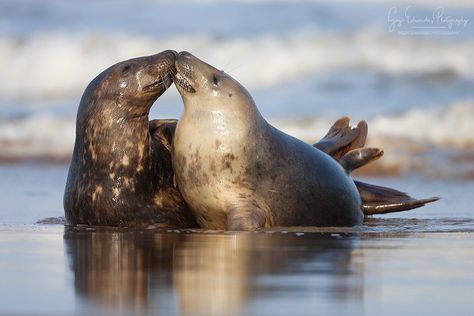 Grey Seals (Halichoerus grypus) photographed back in 2006 on the Lincolnshire coast. Taken on my old Canon 1DmkII body with an 8.2MP sensor… Goopy Eyes, Back In 2006, Grey Seal, Elephant Seal, Cute Seals, Baby Seal, Sea Lion, Cutest Thing Ever, Ocean Photography