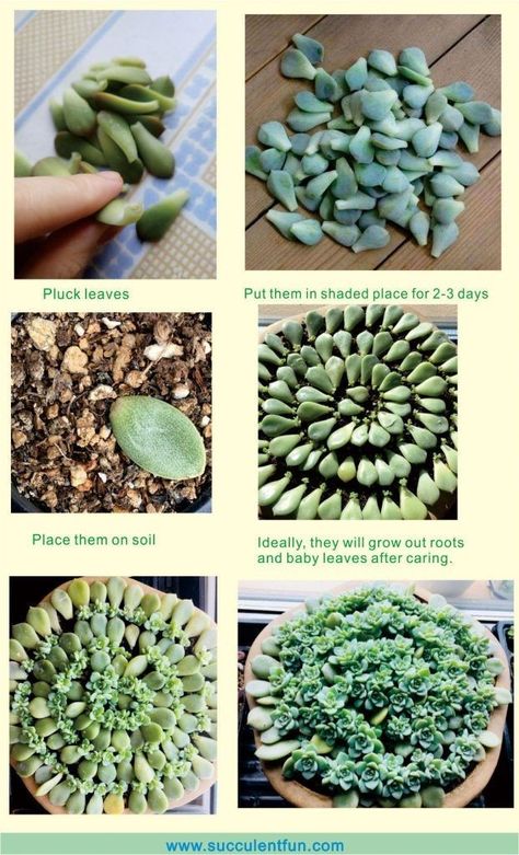 How To Propagate Succulents, Propagate Succulents From Leaves, Headbands Crochet, Propagate Succulents, Succulent Garden Design, نباتات منزلية, Plant Care Houseplant, Succulent Garden Diy, Propagating Succulents