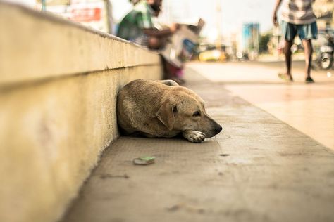 Being a stray is no laughing matter: Experts say abandoned dogs experience genuine PTSD | Salon.com Pack Of Dogs, Science Stories, Human Personality, Will Ferrell, Dog Shedding, Human Interaction, Tears Of Joy, About Dogs, All Animals