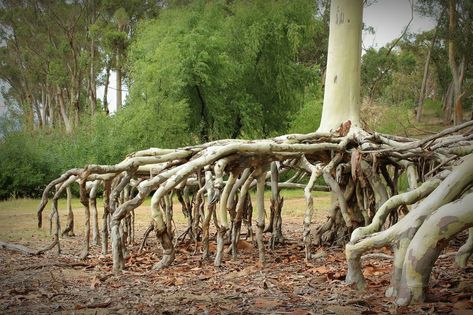 ABC OPEN: Above ground tree roots || From Project: Pic of the Week The Abc, Tree Roots, Best Photos, Show Us, Photo Inspiration, Cool Photos, Tree Trunk, Abc, Australia