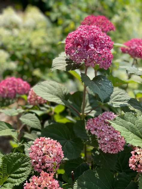 Invincibelle Mini Mauvette is a stunning in the landscape. If you are looking for an easy to grow compact hydrangea, this is it! Pruning Hydrangeas, Hydrangea Arborescens, Hydrangea Care, Hydrangea Not Blooming, Foundation Planting, Native Design, Pink Hydrangea, Raspberry Pink, Flowering Shrubs