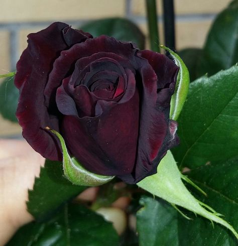 https://flic.kr/p/Hcd5fk | Black baccara rose Black Bacarra Roses, Black Baccara Roses, Black Baccara, Goth Garden, Nature Colors, Abstract Art Diy, Cabbage Roses, Favorite Flowers, Garden Roses