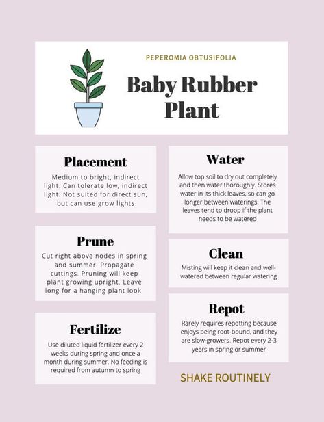 Baby Rubber Plant Care Tips & Tracker | Etsy Pathos Plant, Rubber Plant Care, Baby Rubber Plant, Plant Parenting, Rubber Tree Plant, Plant Care Tips, Plant Journal, Plant Care Houseplant, Rubber Plant