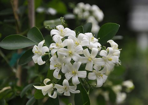 Murraya paniculata, also known as a 'Jessamine', or "Jasmine", yet it is neither,  is intensely fragrant orange blossom scent once the sun sets Coral Aesthetic, Murraya Paniculata, Orange Jasmine, Night Blooming Flowers, Aesthetic Story, Goth Garden, Jasmine Plant, Orange Blossoms, Flower Scent