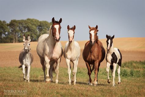 Portrait Horse, Horse Family, Animal Family, Baby Horses, Horse World, All The Pretty Horses, Horse Crazy, Equine Art, Pretty Horses