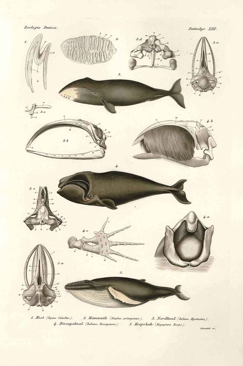 The bowhead whale (Balaena mysticetus) The North Atlantic right whale (Eubalaena glacialis) The humpback whale (Megaptera novaeangliae) North Atlantic Right Whale, Bowhead Whale, Right Whale, Scientific Drawing, Whale Illustration, Science Illustration, Illustration Botanique, Scientific Illustration, Humpback Whale