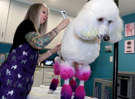 As a designer dog groomer, Tammy Sue Priewe uses scissors, dyes and her own imagination to turn people's pets into giraffes, nutcrackers and more. Dog Mohawk, Maltese Haircut, Elf Pets, Creative Grooming, Dog Haircuts, Coat Of Many Colors, Dog Groomer, Types Of Coats, What Dogs