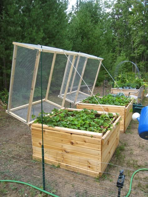 MadCityMike's Blog: "Strawberry Bed Protection......" Small Vegetable Garden Ideas, Small Vegetable Garden, Garden Ideas On A Budget, Strawberry Beds, Vegetable Garden Beds, Small Vegetable Gardens, Vegetable Garden Ideas, Diy Raised Garden, Budget Garden