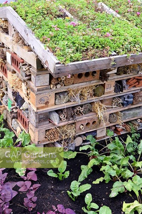 Bugs hotel. Wildlife tower from recycled pallets with sedum on living green roof. Design: Walton Community Allotment. RHS Hampton Court Palace Flower Show 2017 Bugs Hotel, Insect House, Green Roof Garden, Insect Hotel, Allotment Gardening, Bug Hotel, Garden Bugs, Sensory Garden, Hampton Court Palace