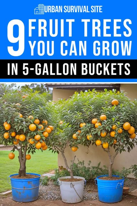 You can grow just about any kind of fruit tree in a five-gallon bucket, but the best fruit trees for bucket gardening are dwarf varieties. Indoor Fruit Trees, Fruit Trees In Containers, Potted Fruit Trees, Gemüseanbau In Kübeln, Kumquat Tree, Fruit Tree Garden, Growing Vegetables In Pots, Edible Landscape, 5 Gallon Buckets