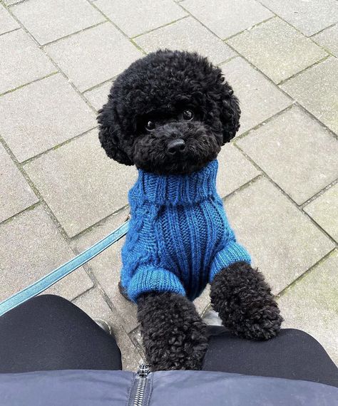 Mini Poodle Black, Toy Poodle Puppies Black, Black Poodle Aesthetic, Black Miniature Poodle, Poodle Teddy Bear Cut, Miniature Poodle Black, Black Toy Poodle, Toy Poodle Haircut, Poodle Black