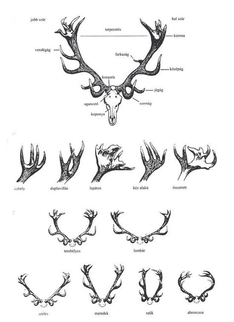 red deer antler Elk Tattoo, Hirsch Tattoo, Deer Horn, Deer Skulls, Scientific Illustration, Deer Antlers, Alam Semula Jadi, Thigh Tattoo, Drawing Tips