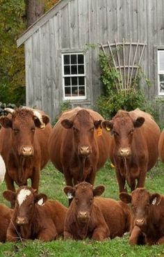 Beautiful !!! \O/ Cattle Pictures, Domesticated Animals, Cow Stuff, Farm Living, Dairy Cow, Adorable Babies, Butcher Shop, Cow Calf, Baby Cows