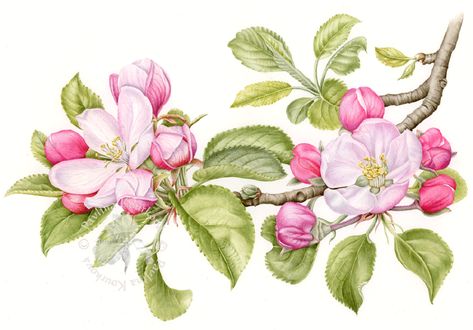 Apple blossom II - fine art print Apple Blossom Flower, Anna Mason, Apple Flowers, Floral Tattoo Sleeve, Watercolor Painting Techniques, 수채화 그림, Flowers Watercolor, Botanical Watercolor, Blossom Trees