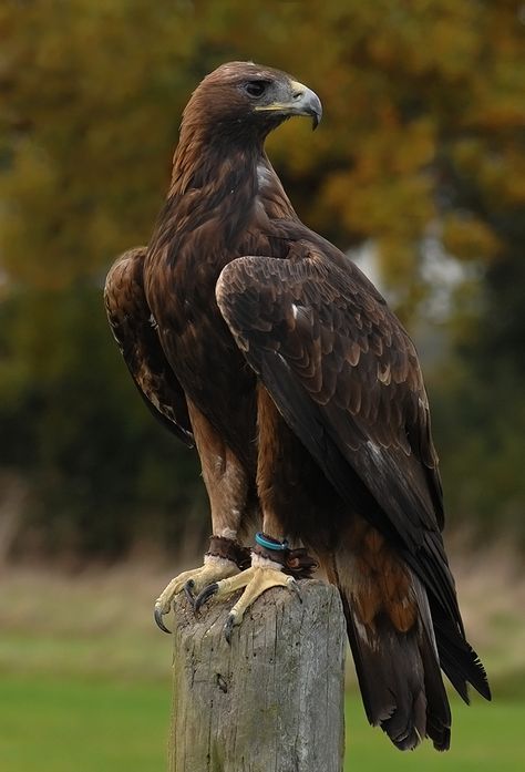 Golden eagle Golden Eagle Aesthetic, Golden Eagle Photography, Golden Eagle Tattoo, Eagle Reference, Golden Eagle Art, Bird Of Prey Tattoo, Hawk Species, Eagle Photos, Eagle Photo