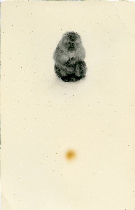 Xeo ¯³ on X: "Photography by Japanese photographer Masao Yamamoto https://t.co/rGFRsSR6Oi" / X X Photography, Photographer, Photography, Animals, Art