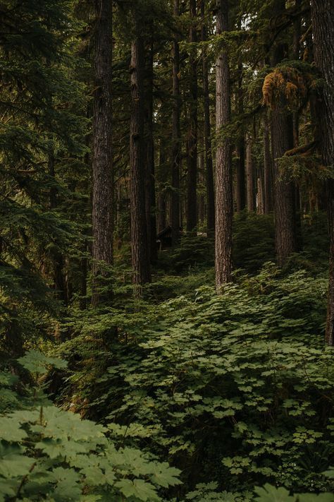 Washington Nature Aesthetic, Emileecore Aesthetic, Olympic National Park Aesthetic, Washington Forest Aesthetic, Regan Core, Emilee Core, Cheyenne Core, National Parks Aesthetic, Kelsey Core