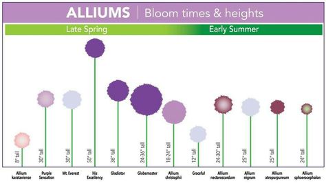 handy schematic of allium height, size, color, and bloom time Gladiator Allium Garden, Allium Varieties, Alium Flower, Bloom Time Chart, Giant Allium, Allium Garden, Allium Bulbs, Allium Flowers, Longfield Gardens