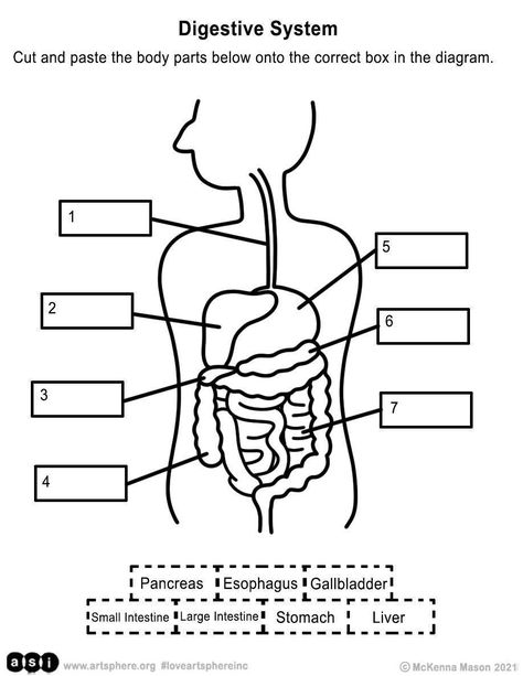 Learn about the different parts of the digestive system with this handout! The digestive system breaks down the food that you eat and absorbs nutrients for your body to use. It consists of many organs, each with its own unique function. In this handout, you can match the organ to its location in the body! If you’re up for a challenge, you can also try to name the function of each organ! Art Credit: McKenna Mason Organ Art, Digestive System Diagram, Digestive Organs, The Digestive System, Health Signs, Flow Chart, Student Activities, Digestive System, English Lessons