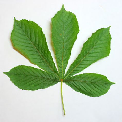 Horse Chestnut Horse Chestnut Leaves, Horse Chestnut Trees, Chestnut Tree, Horse Chestnut, Leaf Silhouette, Chestnut Trees, Pressed Leaves, Chestnut Horse, Tree Leaves