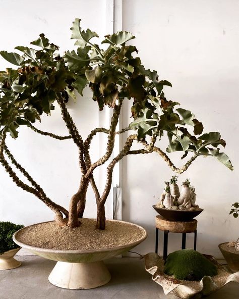 Interior Design Plants, Orchid Planters, Plant Styling, Bowl Planter, Plant Display, Bonsai Art, Unique Plants, Vintage Planters, Nature Plants