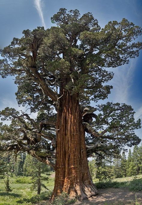 The Bennett Juniper – America’s Oldest Juniper Tree | The Treeographer Sequoia Sempervirens, Taxus Baccata, Bristlecone Pine, Juniper Tree, California Wildfires, Old Trees, Ancient Tree, Old Tree, Nature Conservation