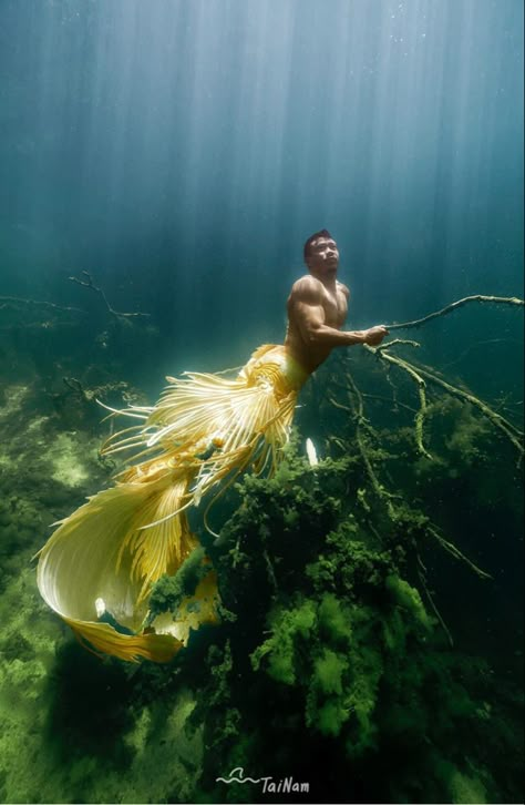 Mermaid Tails Aesthetic, Mermen Aesthetic, Fish Tail, Merman Aesthetic, Ekor Mermaid Aesthetic, Yellow Mermaid Aesthetic, Yellow Mermaid Tail Aesthetic, Mermaid Tail Aesthetic, Blue And Gold Mermaid Tail