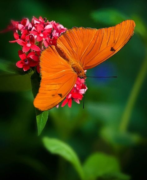 Julia Longwing (Dryas julia) Central and South America Julia Butterfly, Dragonflies, Beautiful Butterflies, Spiders, Children Illustration, South America, Moth, Bugs, Insects