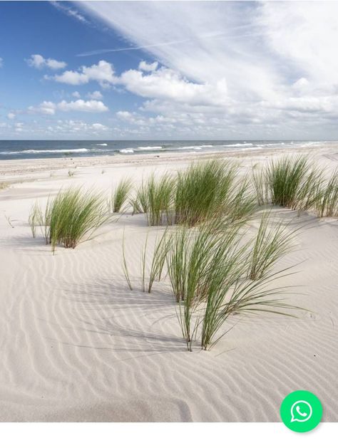 Photo Bleu, Ocean Scenes, Beach Painting, The Sand, Ocean View, Beach Life, Happy Places, Photo Sessions, Sea Shells