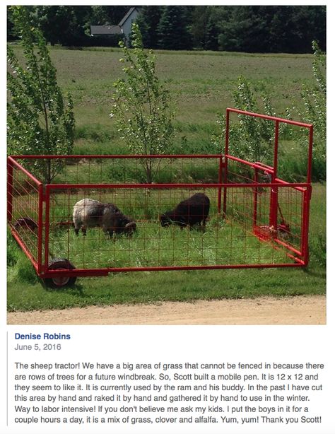 Sheep Tractor Ideas, Goat Tractor Diy, Sheep Pens Ideas, Sheep Pasture Ideas, Movable Goat Pen, Mobile Goat Pen, Sheep Fencing Ideas, Goat Tractor Ideas, Goat Pasture Ideas