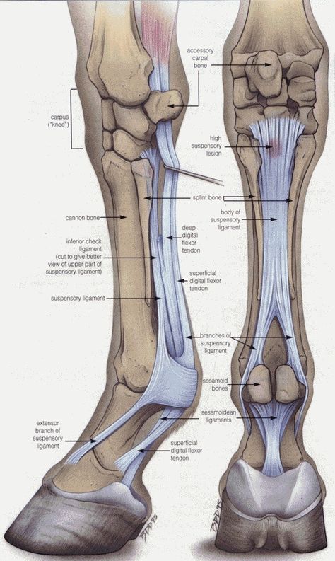 Lower Front Leg Leg Anatomy, Equine Massage, Equine Veterinary, Horse Information, Vet Medicine, Horse Facts, Horse Info, Horse Anatomy, Animal Science