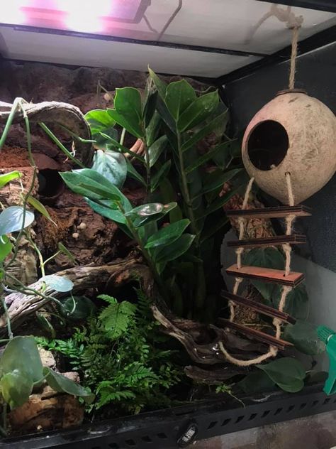 Crested Gecko Enrichment, Diy Crested Gecko Enclosure, Reptile Enrichment, Reptile Diy, Crested Gecko Habitat, Tree Frog Terrarium, Gecko Cage, Chameleon Enclosure, Crested Gecko Care