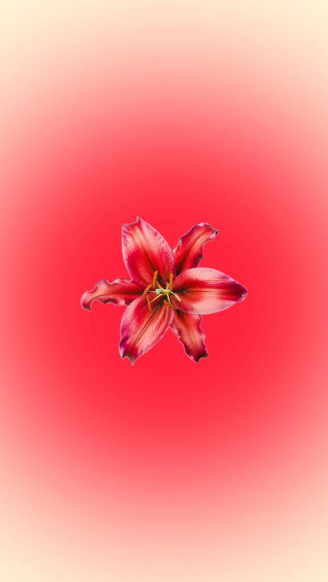 Flower Aura Wallpaper, Pink Flower Aesthetic, Aura Flower, Pink Flower Phone Wallpaper, Pink Flower Wallpaper, Wallpaper Backgrounds Hibiscus, Wallpaper Rosa Flor, Red Lotus Wallpaper, Latina Aesthetic Wallpaper