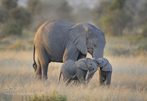 Elephant Wallpapers, Elephant Iphone Wallpaper, Baby Elephant Images, Elephant Background, Elephant Wallpaper, Elephant Images, Elephants Photos, Animals Photos